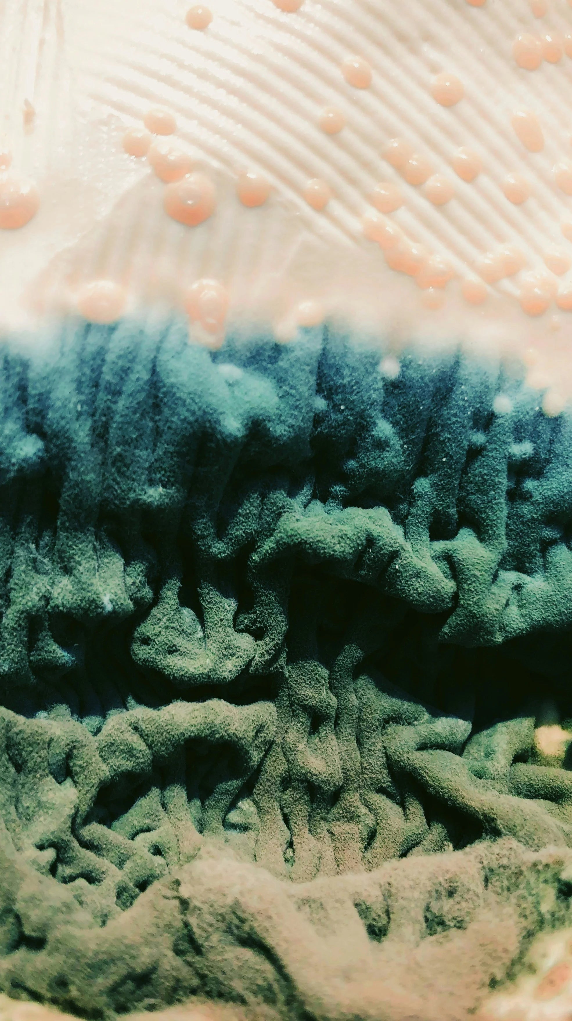Mold in House? The Science, Remediation