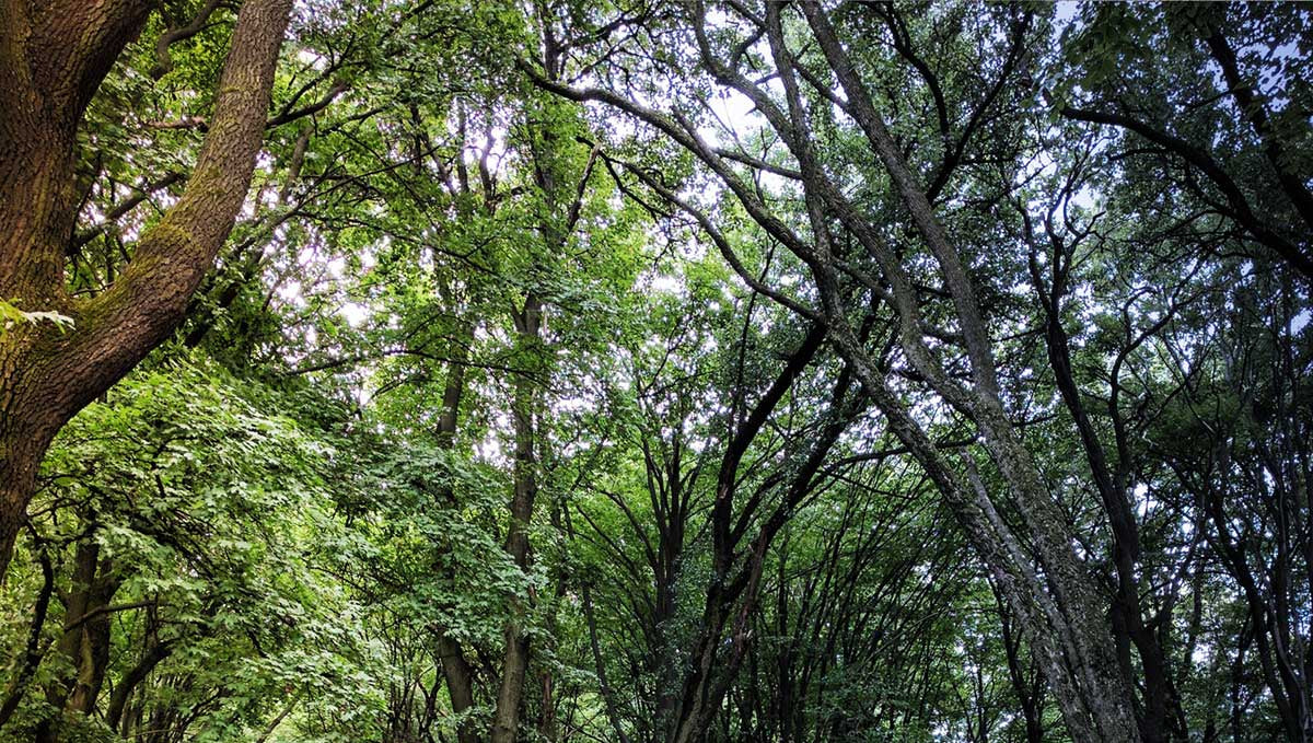 I decide. The process (& power) behind making decisions.